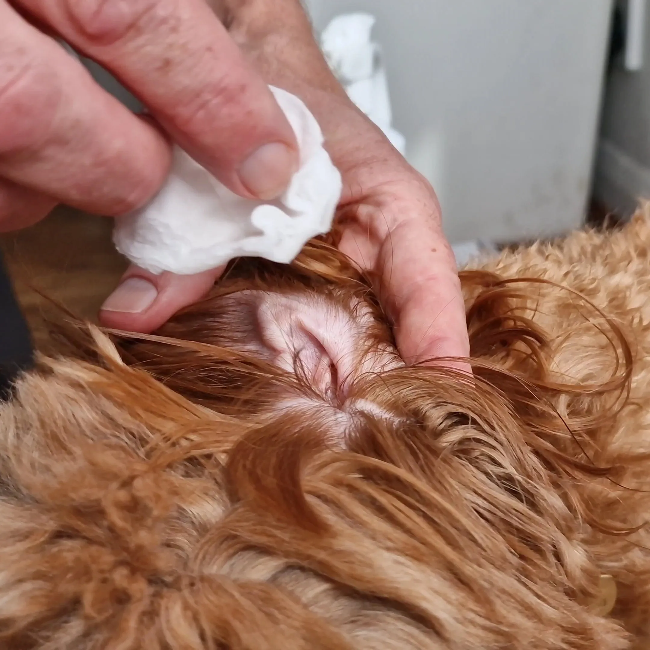 Antiseptic & Disinfectant Pet Spray Bundle